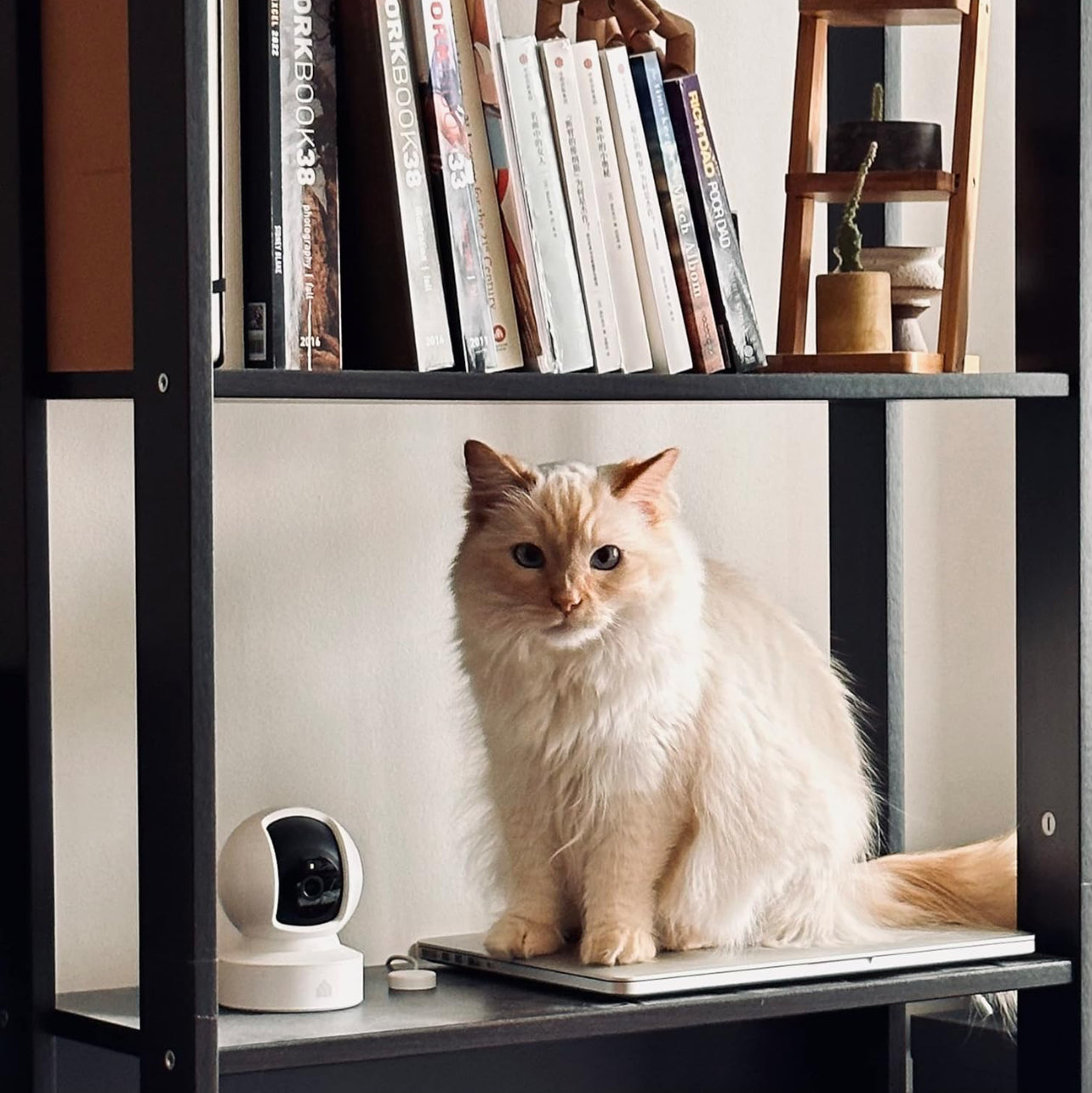 Kasa - Cámara de seguridad inteligente para interiores Pan/Tilt, cámara HD de 1080p, de 2,4 GHz con visión nocturna, detección de movimiento para el monitor del bebé y las mascotas